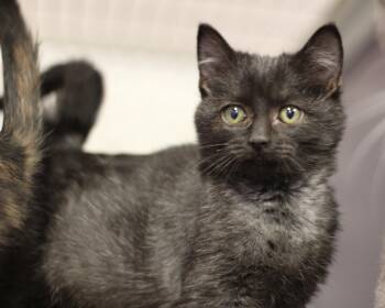 Rescue Domestic Short Hair Cats for Adoption in Rockford, Illinois - Fuzzle | PetCurious