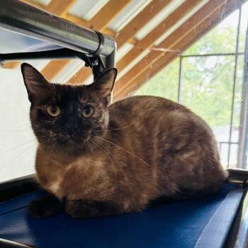 Azalea -  Siamese and Domestic Short Hair Cat for Adoption in Brownsboro, Alabama - Azalea | PetCurious