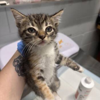 Blanche -  Domestic Short Hair Cat for Adoption in Summerville, South Carolina - Blanche | PetCurious