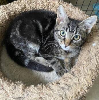 Domestic Short Hair Cats Available for Adoption - Olive | PetCurious