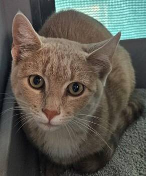 Starlight -  Domestic Short Hair Cat for Adoption in Edgewood, New Mexico - Starlight | PetCurious