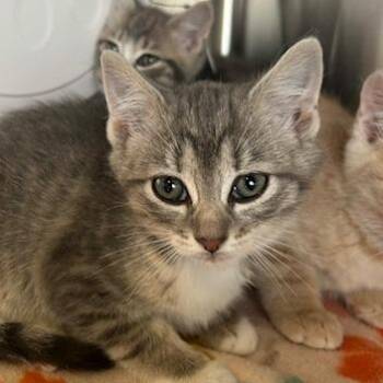 Domestic Short Hair Cats Available for Adoption in Knoxville, Tennessee - Blair | PetCurious