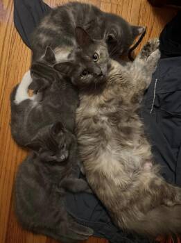 Rumours: Stevie Nicks -  Domestic Medium Hair and Domestic Short Hair Cat for Adoption - Rumours: Stevie Nicks | PetCurious