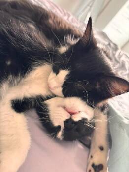 Junie B. Jones -  Domestic Short Hair Cat for Adoption in Minneapolis, Minnesota - Junie B. Jones | PetCurious