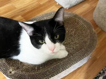 Rescue Domestic Short Hair Cats for Adoption in Schaumburg, Illinois - TopHat | PetCurious
