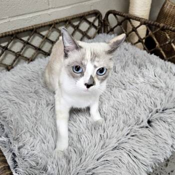 Rescue Siamese and Snowshoe Cats for Adoption in Laredo, Texas - Labubu | PetCurious