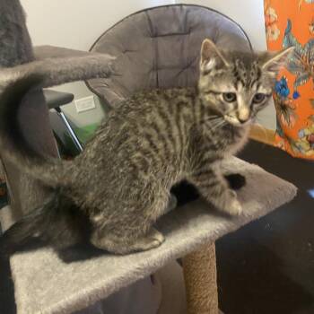 Enzo (k2026) -  Domestic Short Hair Cat for Adoption in Skokie, Illinois - Enzo (k2026) | PetCurious