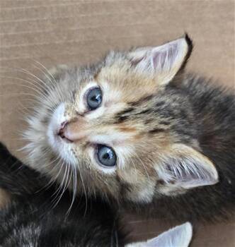 Rescue Domestic Short Hair Cats for Adoption in Dallas, Texas - LARISA | PetCurious