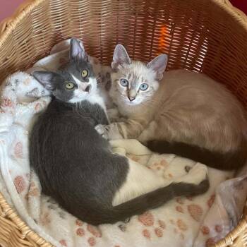Odette & Sarabi -  Domestic Short Hair Cat for Adoption in Liverpool, Texas - Odette & Sarabi | PetCurious
