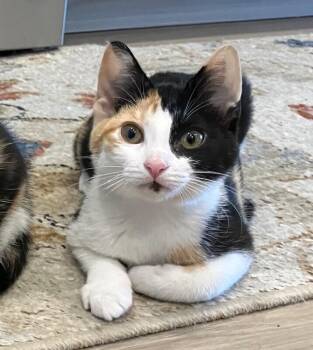 Sky -  Domestic Short Hair Cat for Adoption in Arlington, Washington - Sky | PetCurious