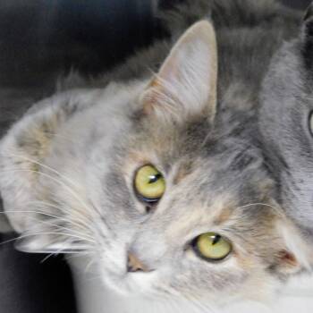 Rescue Domestic Long Hair Cats for Adoption in Canton, Illinois - Jules | PetCurious