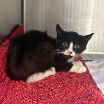 Michael -  Domestic Short Hair Cat for Adoption in Oak Park, Illinois - Michael | PetCurious