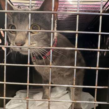 Domestic Short Hair Cats Available for Adoption in Newark, New Jersey - Olga | PetCurious