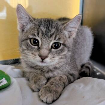 Rescue Domestic Short Hair Cats for Adoption in Huntsville, Arkansas - Cayenne | PetCurious