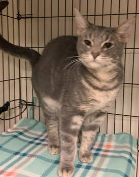 Domestic Short Hair Cats Available for Adoption in Milwaukee, Wisconsin - Winslow25 | PetCurious