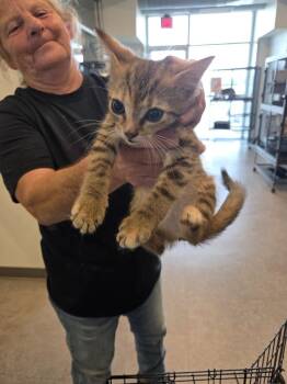 Cookie -  Domestic Short Hair Cat Available for Adoption in Bossier City, Louisiana - Cookie | PetCurious