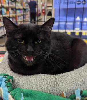 Domestic Short Hair Cats Available for Adoption in Farmland, Indiana - Mommy | PetCurious