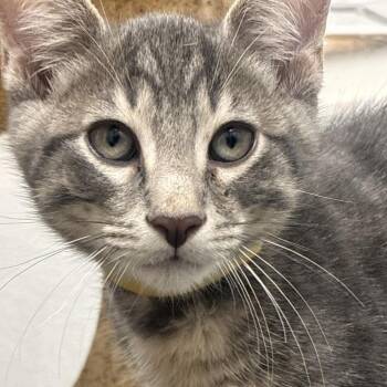 Diedrich (yellow collar) -  Domestic Short Hair Cat for Adoption in Philadelphia, Pennsylvania - Diedrich (yellow Collar) | PetCurious