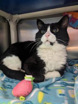 Rescue Domestic Short Hair Cats for Adoption - Desmond | PetCurious