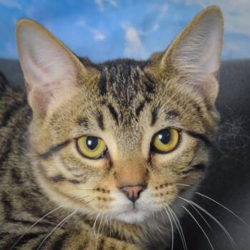 Louie -  Tabby and Domestic Short Hair Cat for Adoption in Huntley, Illinois - Louie | PetCurious