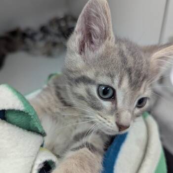 Tide -  Domestic Short Hair Cat for Adoption in Jeffersonville, Indiana - Tide | PetCurious