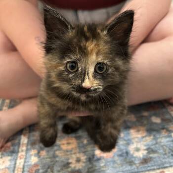 Bug -  Domestic Medium Hair Cat for Adoption in Beaufort, Missouri - Bug | PetCurious