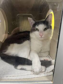 Domestic Short Hair Cats Available for Adoption - Mario | PetCurious