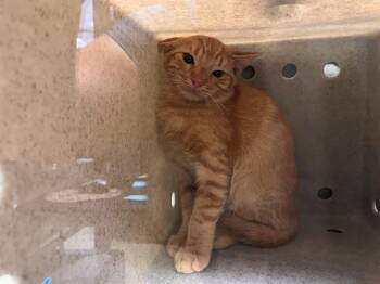 A553788 -  Domestic Short Hair Cat for Adoption in Moreno Valley, California - A553788 | PetCurious