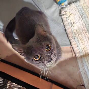 Rescue Domestic Short Hair Cats for Adoption in Abingdon, Maryland - 0825-137 Zephyr | PetCurious