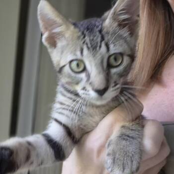 Zeus -  Domestic Short Hair Cat for Adoption in Fort Lauderdale, Florida - Zeus | PetCurious