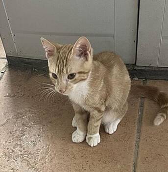 Domestic Short Hair Cats Available for Adoption - Orion | PetCurious