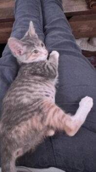 Anita -  Domestic Short Hair Cat for Adoption in Wheaton, Illinois - Anita | PetCurious