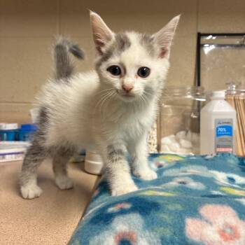 Cricket -  American Shorthair Cat for Adoption - Cricket | PetCurious