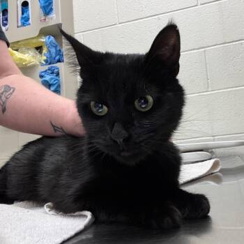 Pickles -  Domestic Short Hair Cat for Adoption in Murray, Utah - Pickles | PetCurious