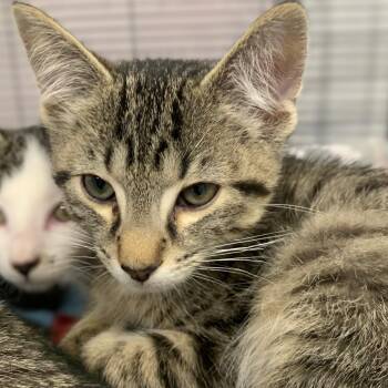 Domestic Short Hair Cats Available for Adoption in Monroe, Michigan - Montie | PetCurious