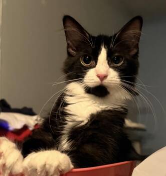 Artemis -  Domestic Medium Hair Cat for Adoption in Maineville, Ohio - Artemis | PetCurious