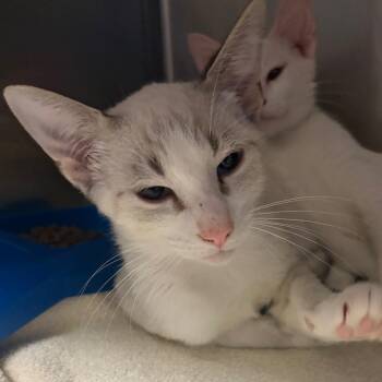 Keely -  Domestic Short Hair Cat for Adoption in Nashville, Tennessee - Keely | PetCurious