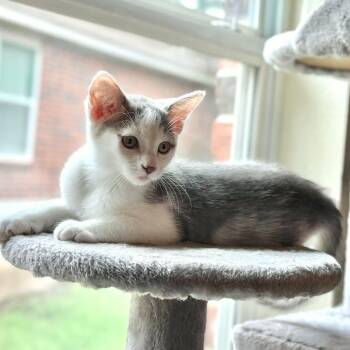 Domestic Medium Hair and Domestic Short Hair Cats Available for Adoption in San Antonio, Texas - Sterling | PetCurious