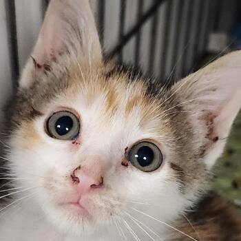 Confetti K46526 -  Domestic Short Hair Cat for Adoption in Corsicana, Texas - Confetti K46526 | PetCurious
