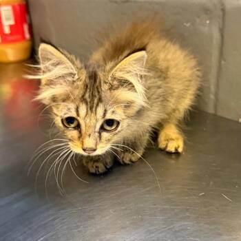 TUSC-Stray-85105 -  Domestic Medium Hair Cat for Adoption in Tuscaloosa, Alabama - TUSC-Stray-85105 | PetCurious