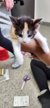 BlackEyed Susan -  American Shorthair Cat for Adoption in Van Wert, Ohio - BlackEyed Susan | PetCurious