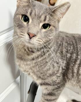Rescue Domestic Short Hair and Tabby Cats for Adoption in Mesa, Arizona - Jeffery | PetCurious