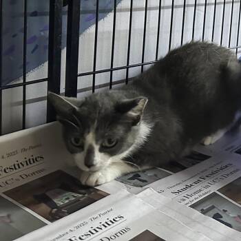Rogue -  Domestic Short Hair Cat for Adoption in Corbin, Kentucky - Rogue | PetCurious