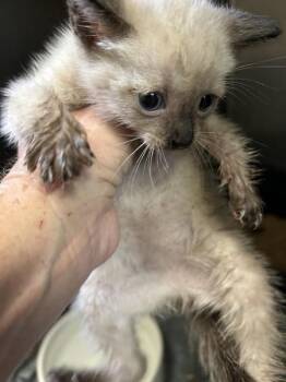 Domestic Short Hair Cats Available for Adoption in Mobile, Alabama - Pebbles | PetCurious