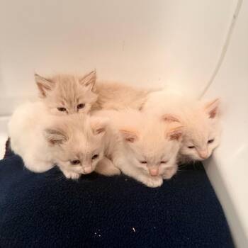 August Nuttall -  Domestic Long Hair Cat for Adoption in Eagle Mountain, Utah - August Nuttall | PetCurious