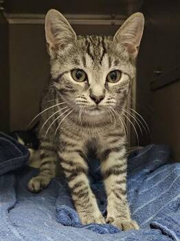 TAZ -  Domestic Short Hair Cat for Adoption in Clyde, North Carolina - TAZ | PetCurious