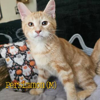 Domestic Short Hair Cats Available for Adoption in Carmel, Indiana - Persimmon | PetCurious