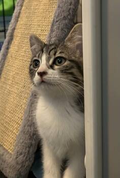 HissHiss -  Domestic Short Hair Cat for Adoption in Chandler, Arizona - HissHiss | PetCurious