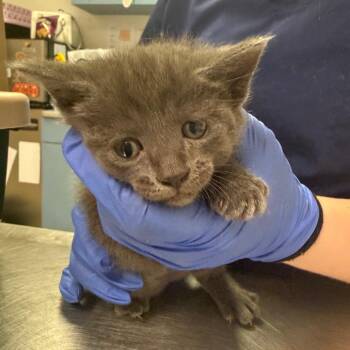 Domestic Short Hair Cats Available for Adoption in Charleston, West Virginia - Sweet Creature | PetCurious