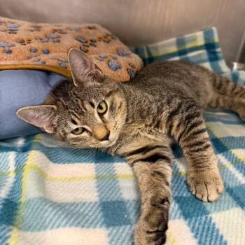Mikey -  Domestic Short Hair Cat for Adoption in West Palm Beach, Florida - Mikey | PetCurious